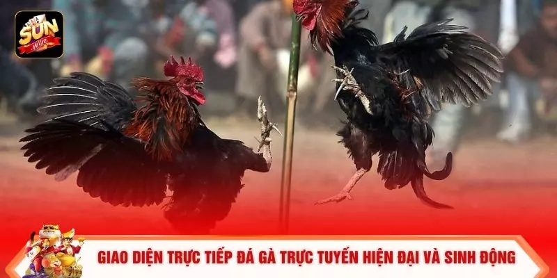 Giao diện trực tiếp đá gà trực tuyến hiện đại và sinh động